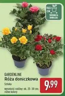 ALDI Róża w doniczce 10.5 cm Gardenline oferta