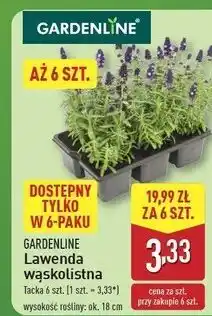 ALDI Lawenda wąskolistna oferta