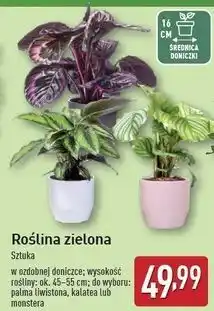 ALDI Palma liwistona oferta