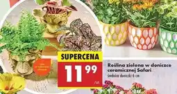 Biedronka Roślina zielona w doniczce safari oferta