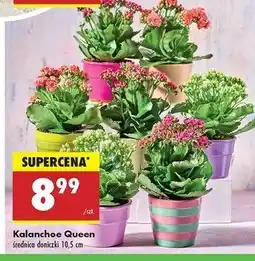 Biedronka Kalanchoe don. 10.5 cm Queen (Rośliny) oferta