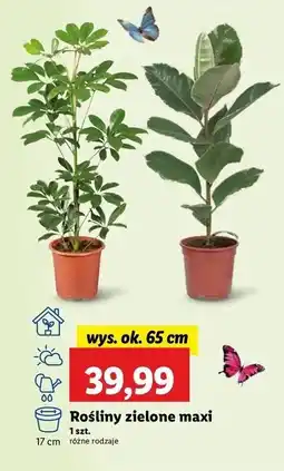 Lidl Roślina zielona maxi 65 cm oferta