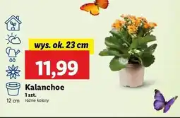 Lidl Kalanchoe 12 cm oferta