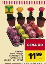 Carrefour Kaktus mix Tomaszewski oferta