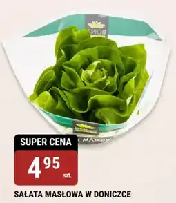 bi1 SAŁATA MASŁOWA W DONICZCE oferta