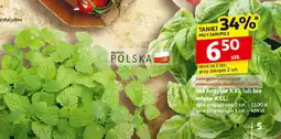 Auchan Mięta bio oferta