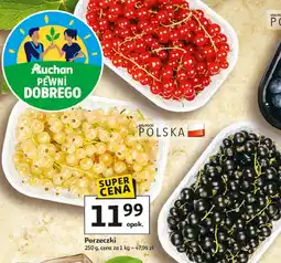 Porzeczka czarna
