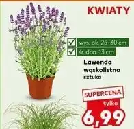 Kaufland Lawenda wąskolistna śr. 13 cm oferta
