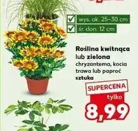 Kaufland Paproć oferta