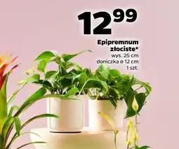 Netto Roślina doniczkowa oferta