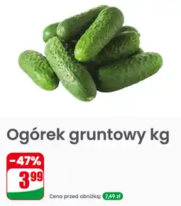 Dino Ogórek gruntowy kg oferta