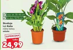 Kaufland Strelicja lub Kalia oferta