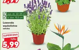 Kaufland Lawenda wąskolistna oferta