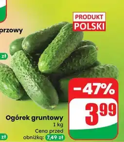 Dino Ogórek gruntowy Dino oferta
