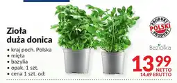 Makro Zioła złota duża donica Baziółka oferta