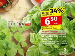 Auchan Bio Bazylia XXL Auchan oferta