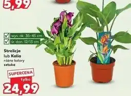Kaufland Kalia oferta