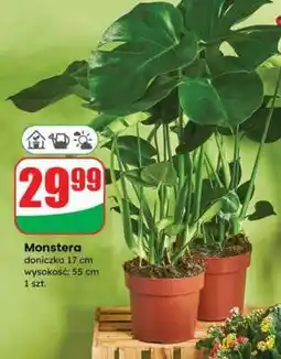 Dino Monstera oferta