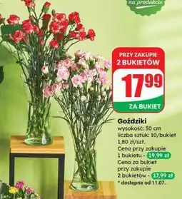 Dino Goździki oferta
