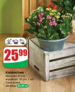 Dino Kalanchoe oferta