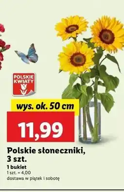 Lidl Słonecznik 50 cm oferta