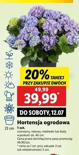 Lidl Hortensja ogrodowa niebieska oferta