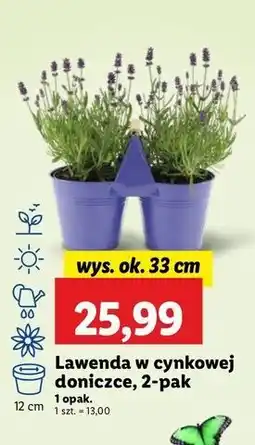 Lidl Lawenda w cynkowej doniczce 12 cm oferta