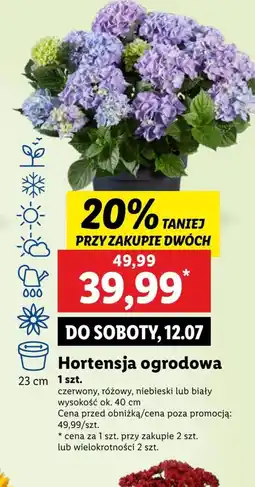 Lidl Hortensja Ok oferta