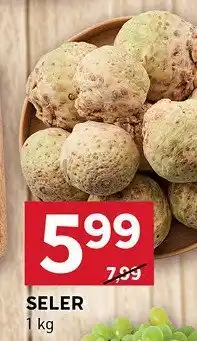 Stokrotka Seler Stokrotka oferta