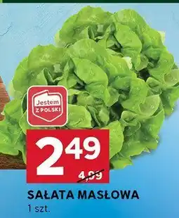 Stokrotka Sałata masłowa Stokrotka oferta