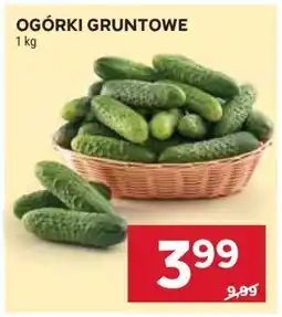 Stokrotka Market Ogórki gruntowe oferta