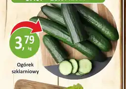 Passa Ogórek szklarniowy oferta