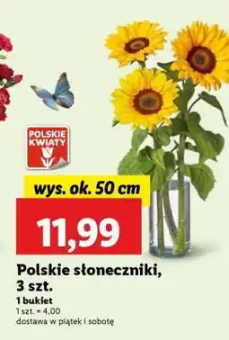 Lidl Polskie słoneczniki, 3 szt oferta