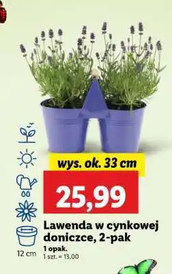 Lidl Lawenda w cynkowej doniczce, 2-pak oferta
