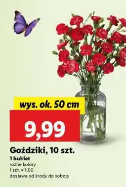 Lidl Goździki, 10 szt oferta