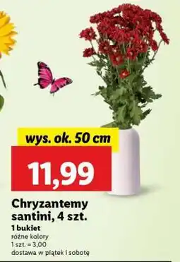 Lidl Chryzantemy Santini, 4 szt oferta