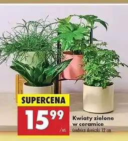 Biedronka Kwiaty zielony oferta