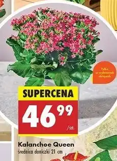 Biedronka Kalanchoe queen oferta