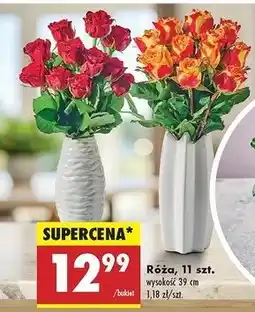 Biedronka Róże oferta