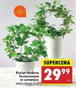 Biedronka Kwiat Hedera formowana w ceramice oferta