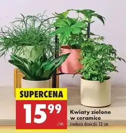 Biedronka Kwiaty zielone w ceramice oferta