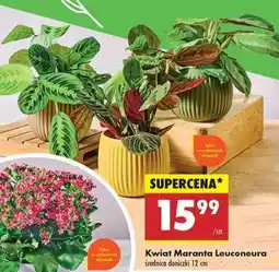 Biedronka Kwiat Maranta Leuconeura oferta
