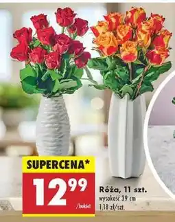 Biedronka Róża 11 szt oferta