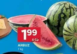 Stokrotka Optima Arbuz oferta