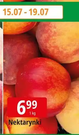 E.Leclerc Nektarynki oferta