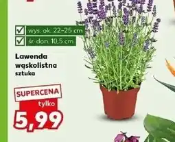 Kaufland Lawenda wąskolistna oferta