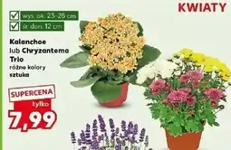 Kaufland Chryzantema trio don. 12 cm oferta