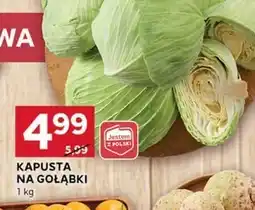 Stokrotka Optima Kapusta oferta