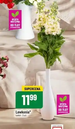 Polomarket Lewkonia oferta