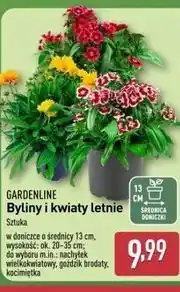 ALDI Kocimiętka Gardenline oferta